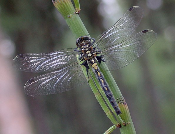 canada-whiteface-female-posed