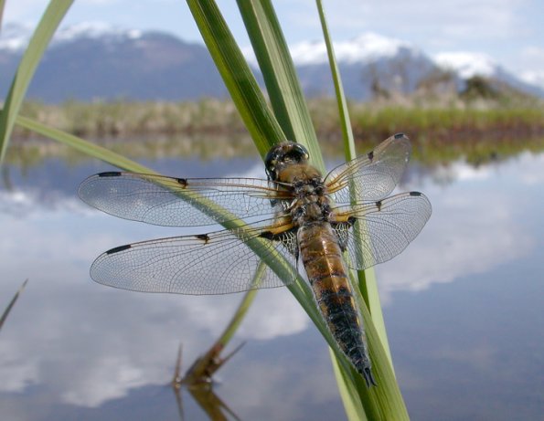 four-spotted-skimmer-male-posed