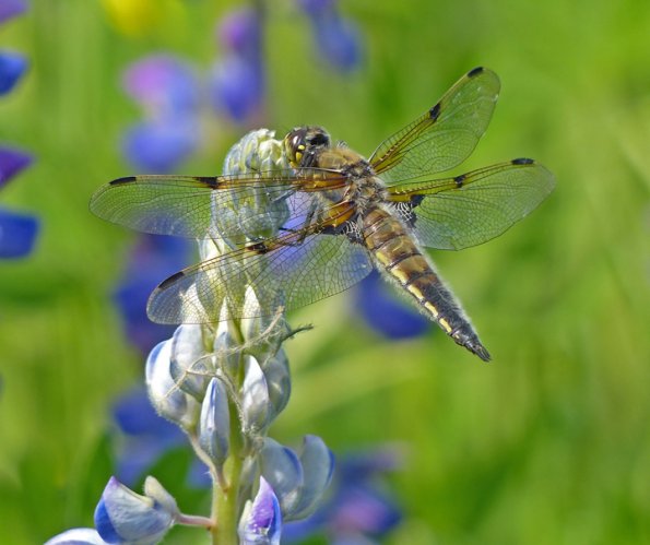 four-spotted-skimmer-on-nootka-lupine