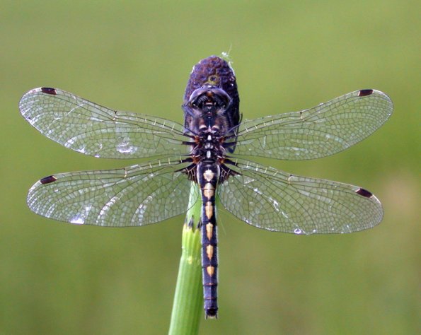 hudsonian-whiteface-female-posed