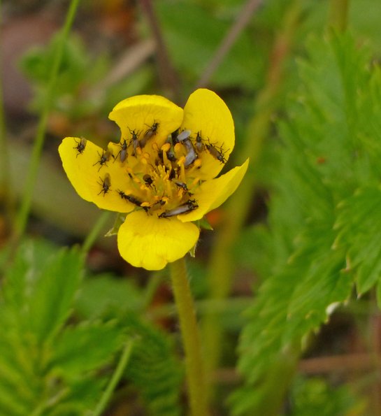 Black-Scavenger-Flies-on-Common-Silverweed