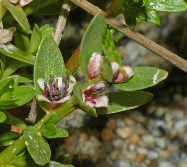 Black-Scavenger-Flies-on-Sea-Milkwort