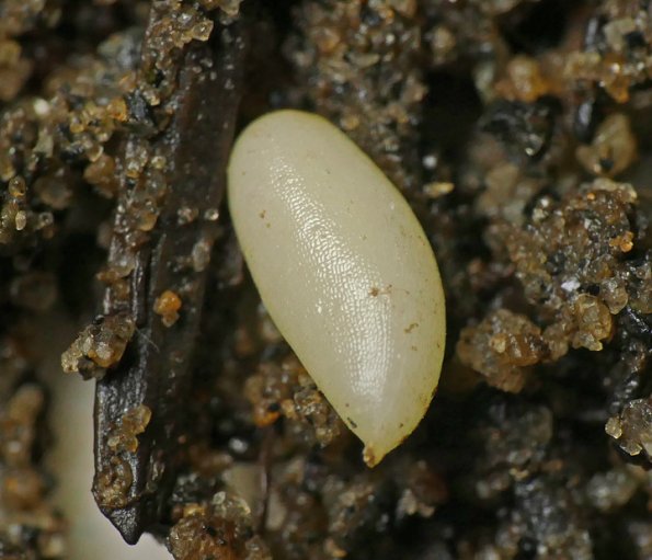 Blow-Fly-pupa-6-mm-long-