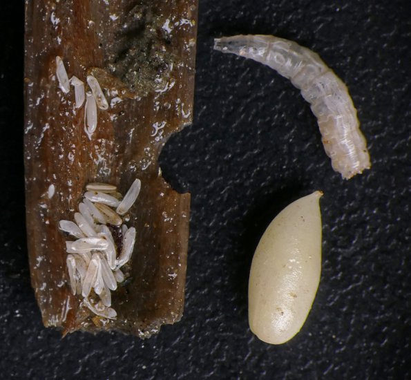 Blow-fly-eggs-larva-and-pupa