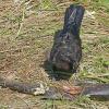 Common-Raven-youngster-with-adult-blow-fly