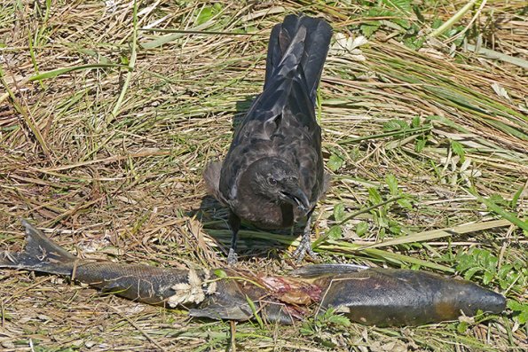 Common-Raven-youngster-with-adult-blow-fly