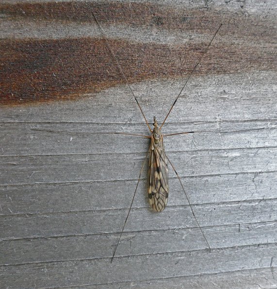 Cranefly-Nugget-Falls-Trail