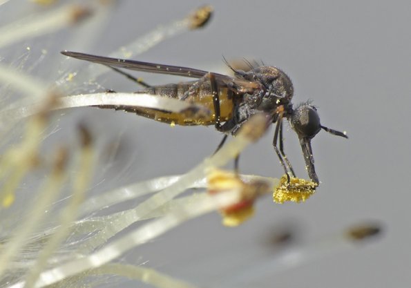 Dance-Fly-eating-willow-pollen