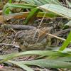 Song-Sparrow-juvenile-with-maggot