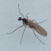 aquatic-dance-fly-adult