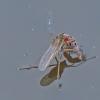 aquatic-dance-fly-just-emerged