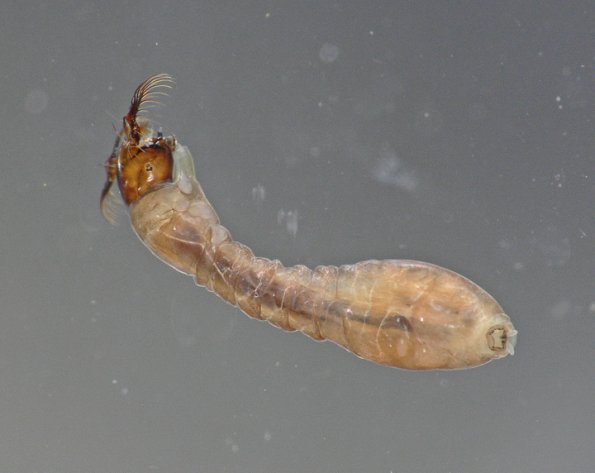 black-fly-larva