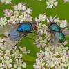 blow-flies-on-yarrow