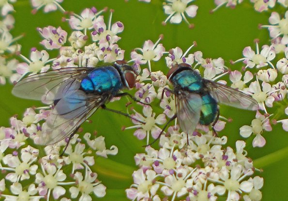 blow-flies-on-yarrow