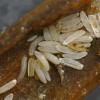 blow-fly-eggs-and-just-hatched-larvae