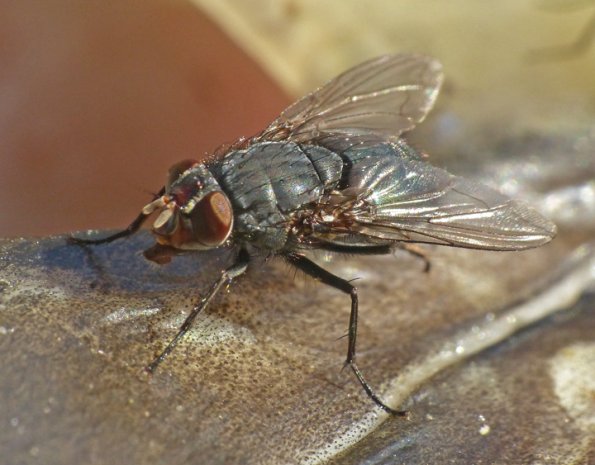 blow-fly-on-chum-salmon-carcass