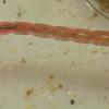 chironomid-larva