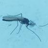 chironomid-male-on-the-snow