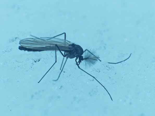 chironomid-male-on-the-snow