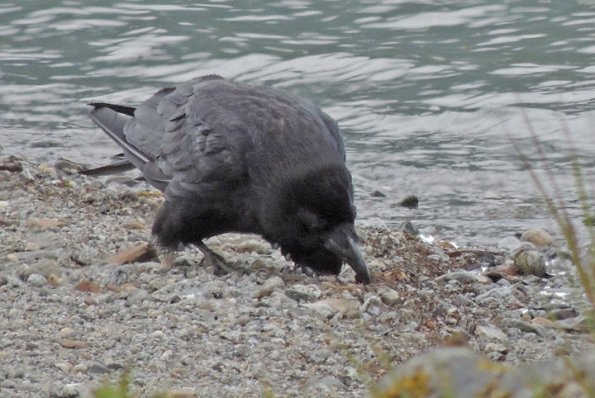 common-raven-adult-eating-march-flies