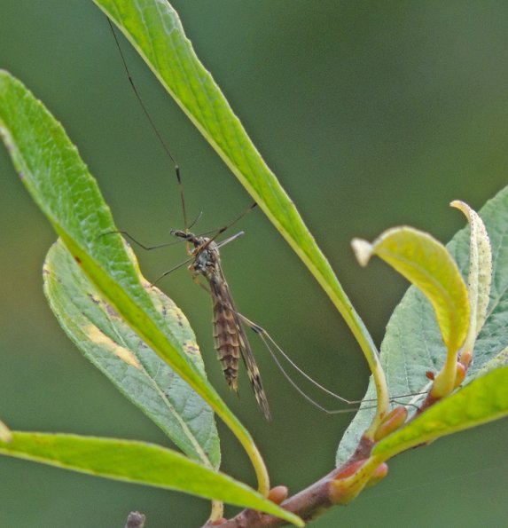 crane-fly-adult-in-juneau-with-telephoto