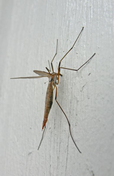 crane-fly-adult-side-view-in-juneau