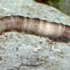 crane-fly-larva_1313463917
