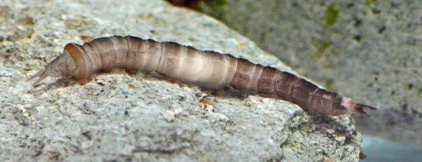 crane-fly-larva_1313463917
