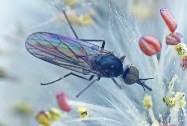 dance-fly-on-willow-catkin