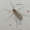 dixid-midge-dixidae-identification