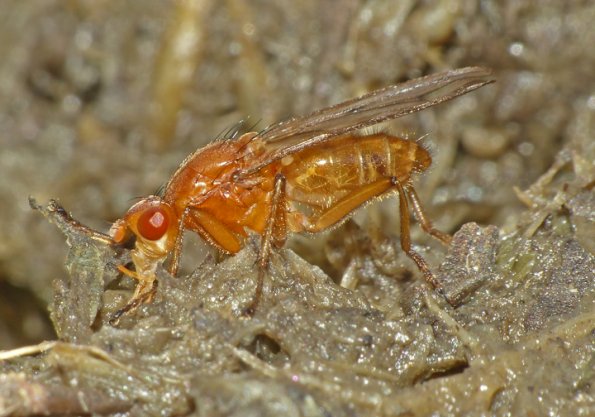 dryomyza-fly-feeding-on-bear-scat