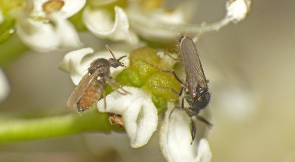 female-left-and-male-no-see-um