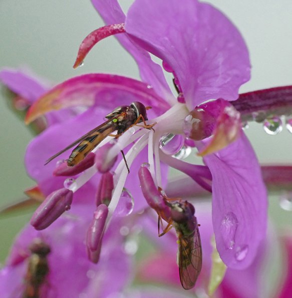 fireweed-hoverfly-fz1000-supermacro-iso-1600