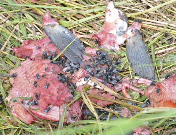 flies-laying-eggs-on-salmon-carcass