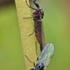 flies-mating-for-i.d.