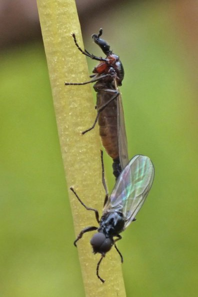 flies-mating-for-i.d.