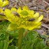 flies-on-cooley-s-buttercup-alpine-juneau-july-4-2013