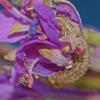 flower-fly-larva-feeding-on-aphids-fireweed-fairbanks