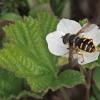 flower-fly-on-cloudberry