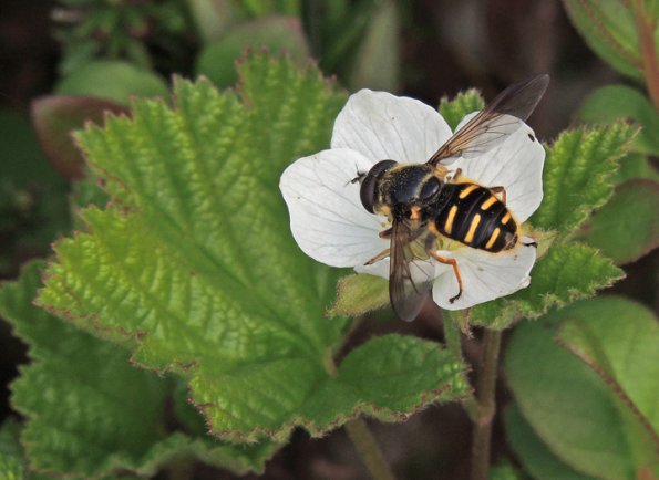 Flower Fly on Cloudberry