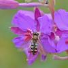 flower-fly-on-fireweed