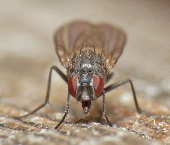 fly-adult-2-frontal-view-juneau