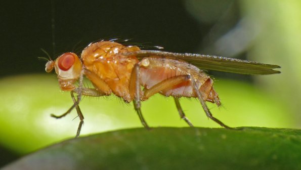 fly-at-glacier-august-19