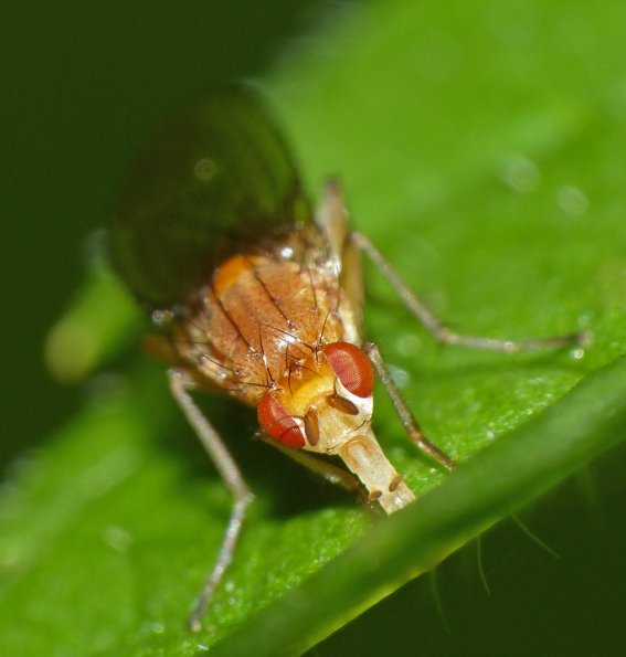fly-feeding-at-glacier-august-19