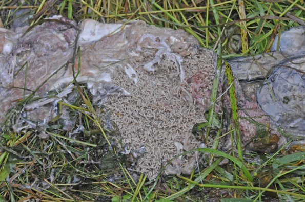 fly-maggots-on-salmon-carcass