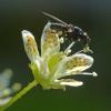 fly-on-spotted-saxifrage