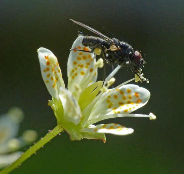fly-on-spotted-saxifrage