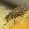 fly-possibly-heleomyzidae-eagle-beach-juneau