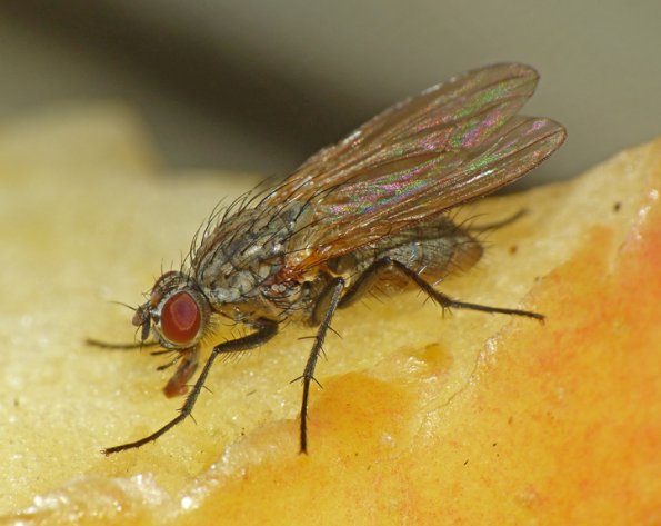 fly-possibly-heleomyzidae-eagle-beach-juneau