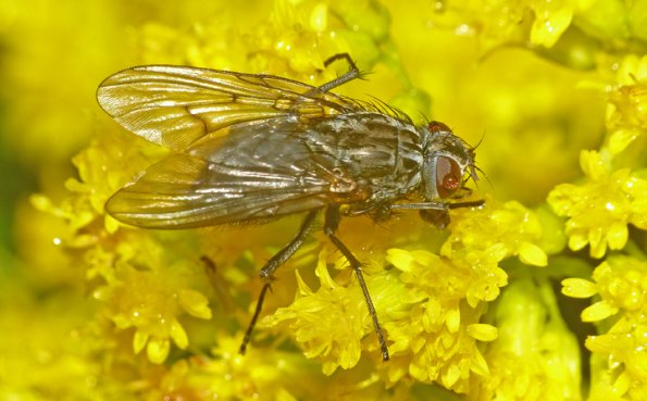 fly-shorefly-9-22-13